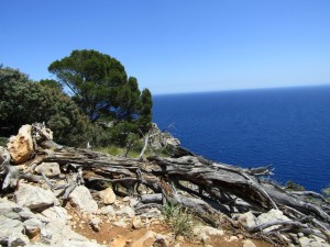 IMG_6715 (Medium)